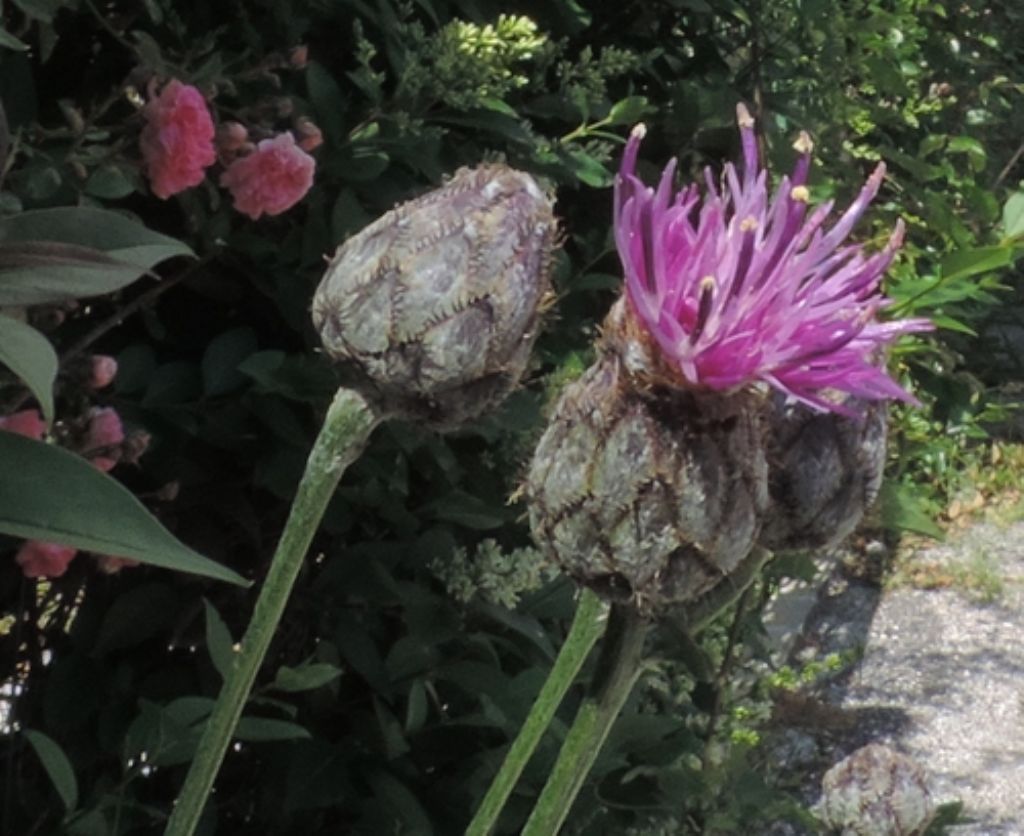 Centaurea scabiosa / Fiordaliso vedovino